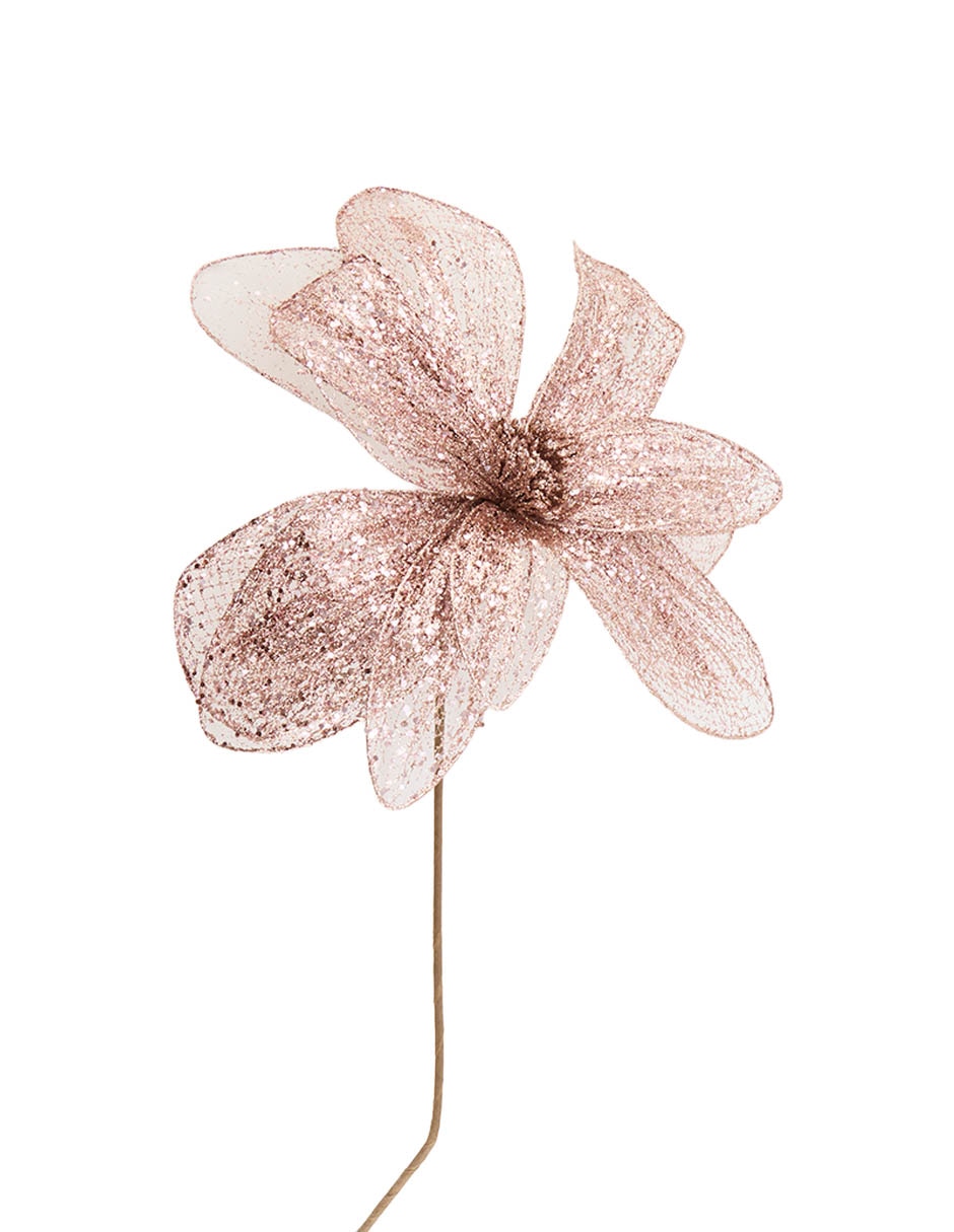 Magnolia decorativa Magnolia decorativa